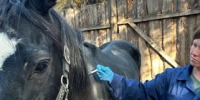 Ульяновские ветеринары провели плановую вакцинацию лошадей против гриппа - Ulpravda.Ru