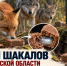 Лис и шакалов в Ростовской области прививают «вкусняшками» - Bloknot-Rostov.Ru