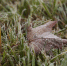 Фото: ПАИ - InformPskov.Ru