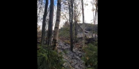 деревья, бетон - Петрозаводск говорит