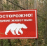 Жители Иркутской области за двое суток 36 раз сообщили о появлении медведей - КП-Иркутск