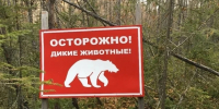 Жители Иркутской области за двое суток 36 раз сообщили о появлении медведей - КП-Иркутск