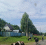 коровы - V-Kurse.Ru
