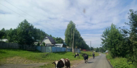 коровы - V-Kurse.Ru