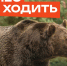 В лес не ходить! Там медведи!. - Козульский район
