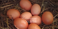 В Марий Эл сократилось производство скота на убой, но выросло производство яиц - Марийская правда