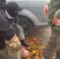 В Чайковском следователем СК России двум сотрудникам полиции предъявлено обвинение в получении взятки в крупном размере - Следственный комитет