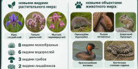 Степная гадюка и ирис согдийский: каких редких животных добавят в Красную книгу Курганской области - Область 45