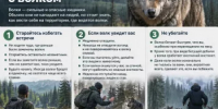 Что делать при встрече с волком - Минэкологии РБ
