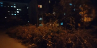 Заросли во дворе: ЛДПР держит на контроле ситуацию на Кубанской, 25 - ЛДПР