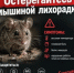 Осторожно! Мышиная лихорадка! - Администрация Туймазинского района