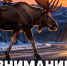 ВНИМАНИЕ, ВОДИТЕЛИ! НА ДОРОГАХ КОЛЬСКОГО ПОЛУОСТРОВА ИДЁТ ГОН ЛОСЕЙ - Кольский район