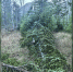 поваленная ель - ИА Nord-News.Ru
