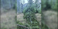поваленная ель - ИА Nord-News.Ru