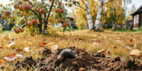 Как размножить гортензию осенью, чтобы к весне был пышный куст: экспресс-черенкование от садовода - KrasnodarMedia