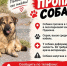 Помогите найти собаку - Блокнот Волжского