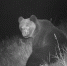 Заповедный косолапый устроил фотосессию в Хакасии - Абакан 24