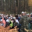 В Тольяттинском лесничестве высадили более 20000 сеянцев сосны - Городские Ведомости