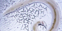 Фото: https://www.cgemo.ru/konsultatsionnyy-tsentr/sanprosvet/?ELEMENT_ID=1629 - Вологда-поиск