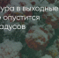 Поделитья во ВКонтакте - Братская Студия Телевидения