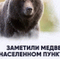 Активность бурых медведей на территории Красноярского края остаётся высокой. Опасность встречи с хищником сохраняется.. - Емельяновский район