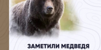 Активность бурых медведей на территории Красноярского края остаётся высокой. Опасность встречи с хищником сохраняется.. - Емельяновский район