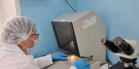 У добытого в Пий-Хемском районе Тувы медведя найден трихинеллёз - ИА Тува-Онлайн