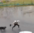 В Нижневартовске прямо у подъезда на детей напала крупная собака - Комсомольская Правда