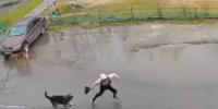 В Нижневартовске прямо у подъезда на детей напала крупная собака - Комсомольская Правда