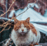 снег Мария Смитюк, ИА PrimaMedia - ChitaMedia