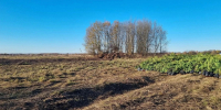 Ружане помогут заложить самый большой питомник в Европе - РузаРИА