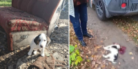 Двухмесячного щенка из брянского приюта «Дом с хвостиком» намеренно раскатала машина - Сетевое издание Новости Брянска
