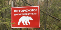В Сочи медведи выходили к людям 40 раз с начала года - Комсомольская Правда