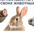 Россельхознадзор обращает внимание. - Котласский МО