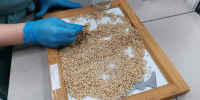 Урожай астраханского риса проверили на качество и чистоту - Punkt-a.info