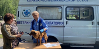 В Башкирии за 2026 год обнаружили 26 очагов бешенства: почти в четыре раза больше, чем в предыдущем - Комсомольская правда