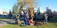 В Саранске высадили больше 120 сосен, ив и тополей - Info-Rm.Com
