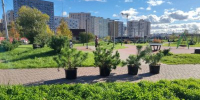 В Заневском поселении подвели итоги осеннего озеленения - Заневское городское поселение
