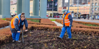 Более 10 тысяч тюльпанов высадили у Московских ворот в рамках подготовки к весне - Комитет по благоустройству