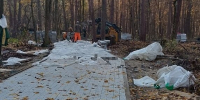 ЖУКОВСКИЕ СОСНЫ РЕДЕЮТ - Экооборона Московской области