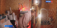 Нерехтские перепела.mp4_snapshot_00.34.920.jpg - ГТРК Кострома