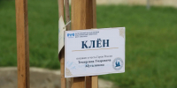 Дерево, посаженное в честь Героя России Темирлана Абуталимова, теперь растёт на Аллее Героев на территории ДГПУ им. Р. Гамзатова - Министерство по национальной политике и делам религий