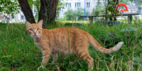 Томскому приюту для кошек требуется помощь из-за долгов по аренде - Комсомольская Правда