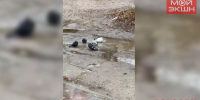 «Жизнь хороша!»: голуби, купающиеся в луже, научили благовещенку радоваться дождю (ВИДЕО) - Asn24.Ru