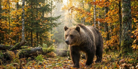 медведь, осень - V-Kurse.Ru