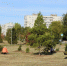 Высадка елей в сквере, фото: администрация Оренбурга - Ural56.Ru