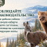 Информация о соблюдении законодательства при добыче соболя и самцов кабарги в целях заготовки, производства и реализации продукции охоты - Служба по охране и использованию объектов животного мира