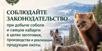 Информация о соблюдении законодательства при добыче соболя и самцов кабарги в целях заготовки, производства и реализации продукции охоты - Служба по охране и использованию объектов животного мира