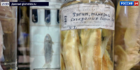 Школьники помогли ученым ТГУ обнаружить необычную для региона рыбу - ГТРК Томск