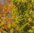 autumn-colours - ТРК Щелково